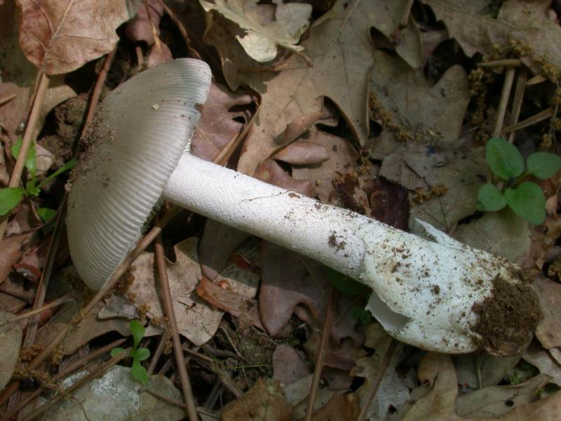 Una  Amanita.......forse mairei.